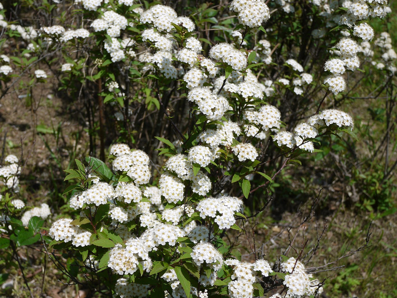 コデマリ Spiraea Cantoniensis かぎけん花図鑑