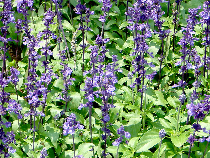 Blue salvia