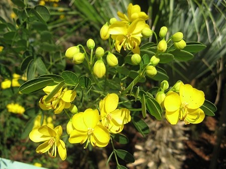 Senna surattensis