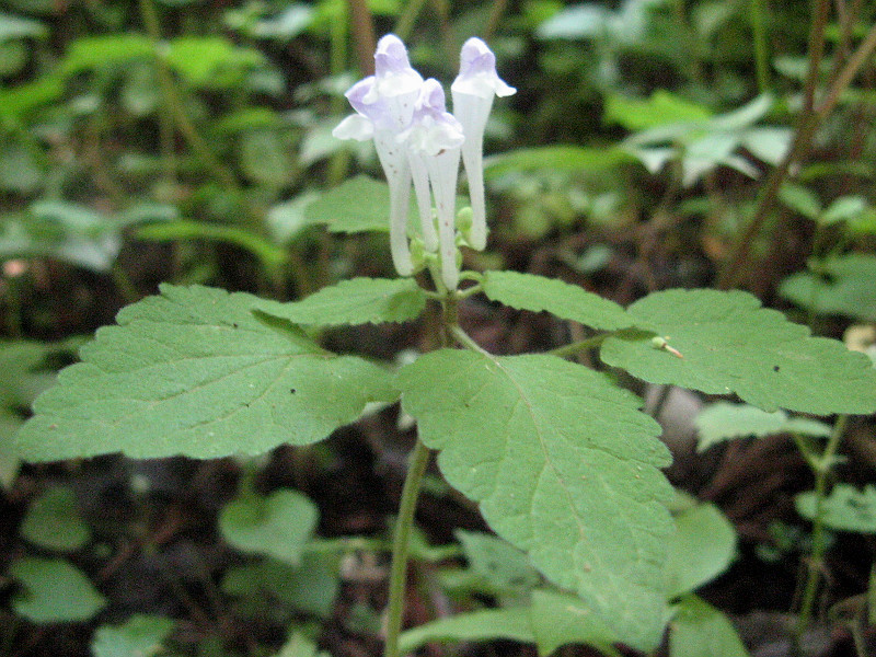 面白い花と木 かぎけん花図鑑