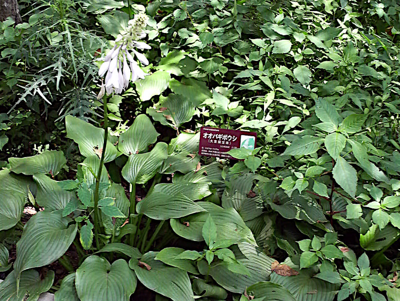 Hosta sieboldiana