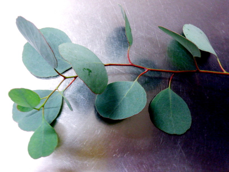 ユーカリ ポポラス Eucalyptus Polyanthemos かぎけん花図鑑