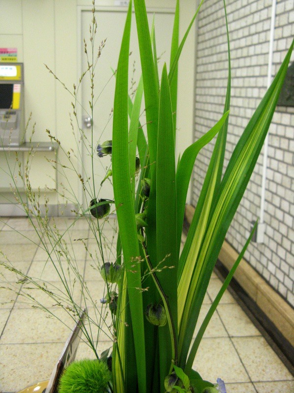 オクラレルカ Iris Orientalis かぎけん花図鑑