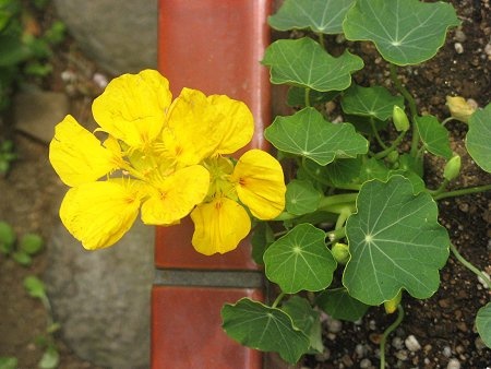 Garden nasturtium