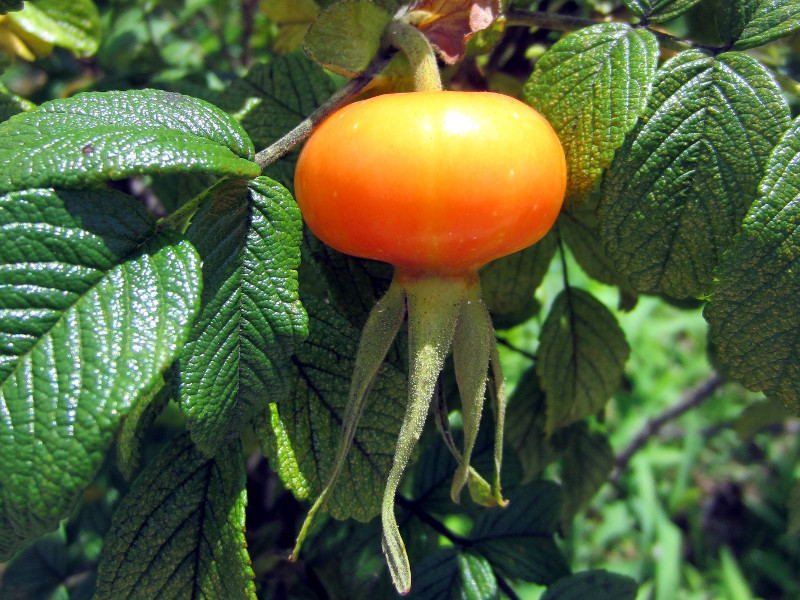 Rosa rugosa