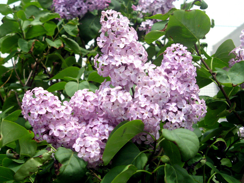 ライラック Syringa Vulgaris かぎけん花図鑑