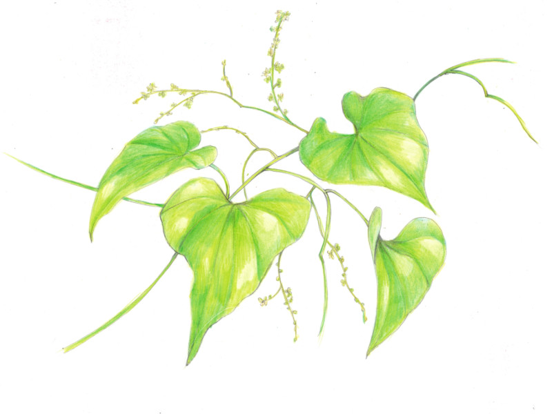 Dioscorea tokolo