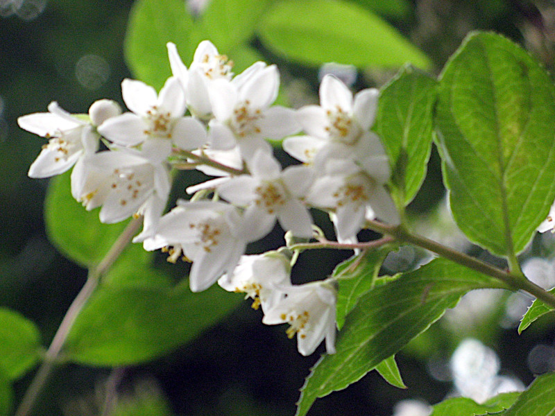 Image of Deutzia crenata bonsai tree