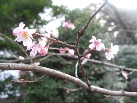 十月樱花