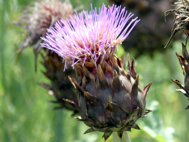 アーティチョーク Cynara Scolymus かぎけん花図鑑