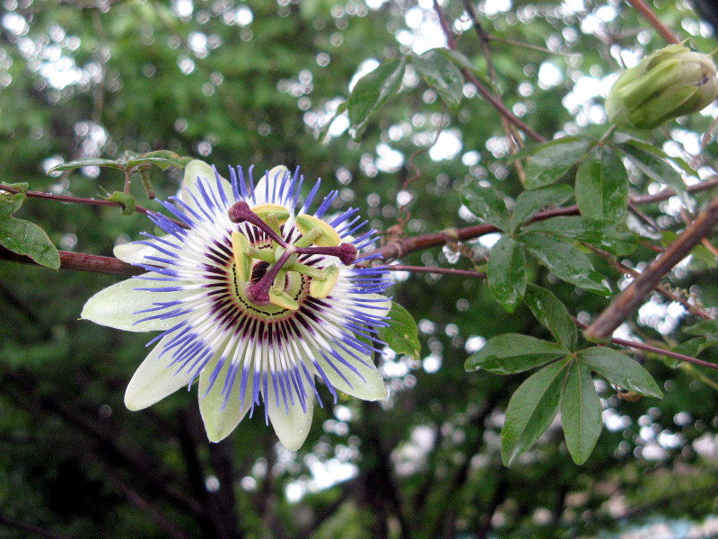 蓝花西番莲 Passiflora Caerulea 科技研花图画书