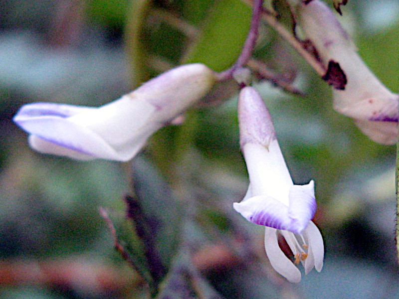 Chinese hog-peanut