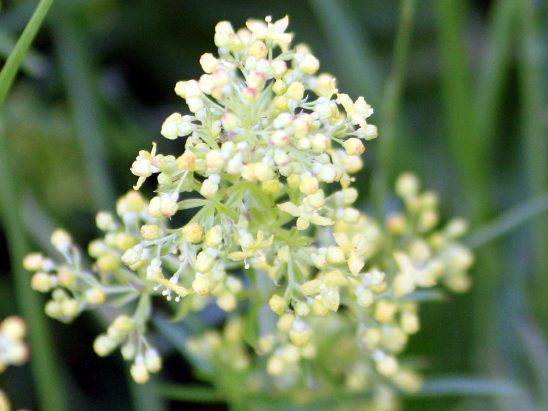 Galium asiaticum