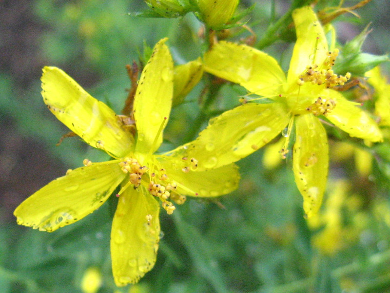 Chinense St. John's wort