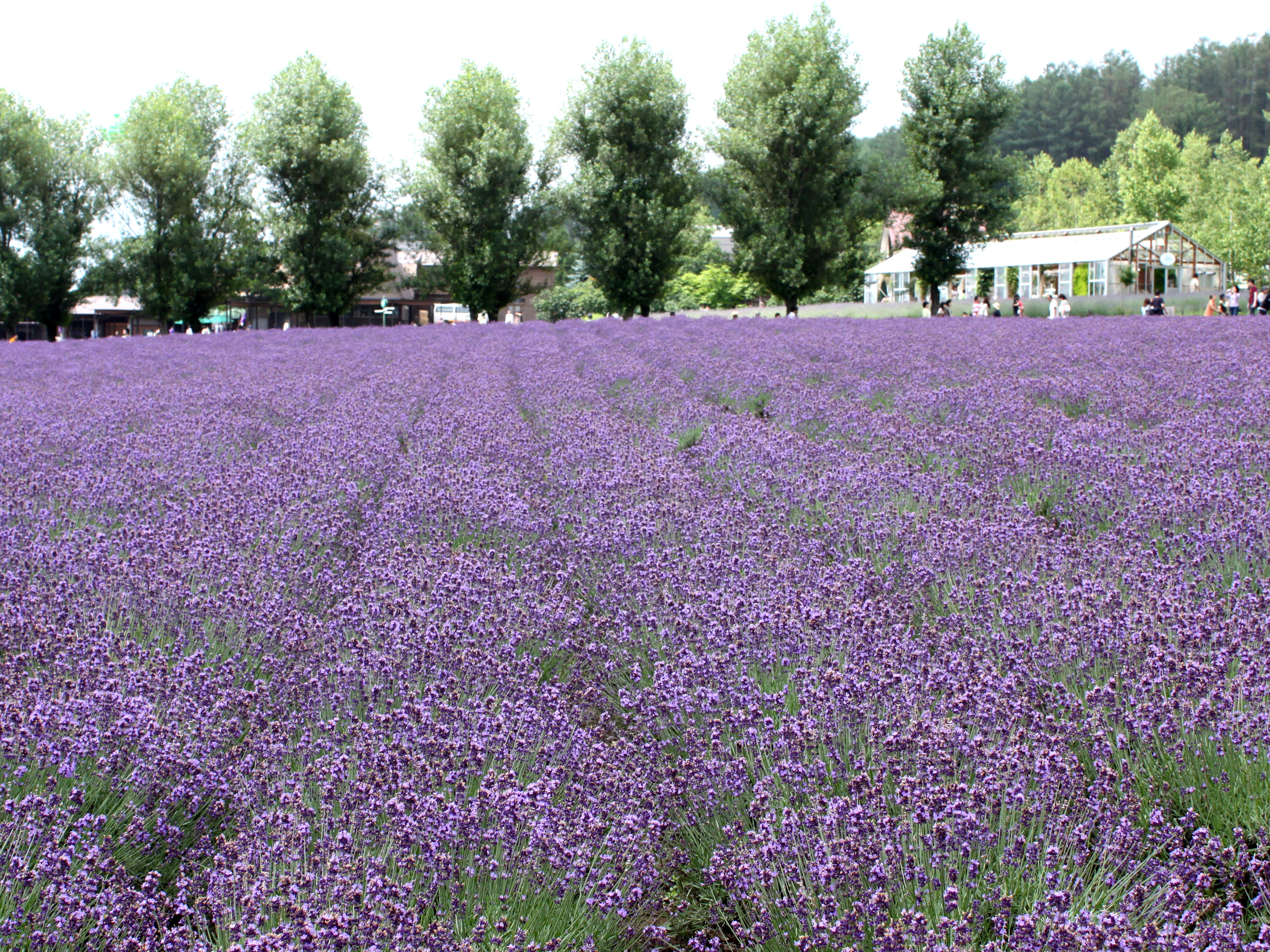 English Lavender