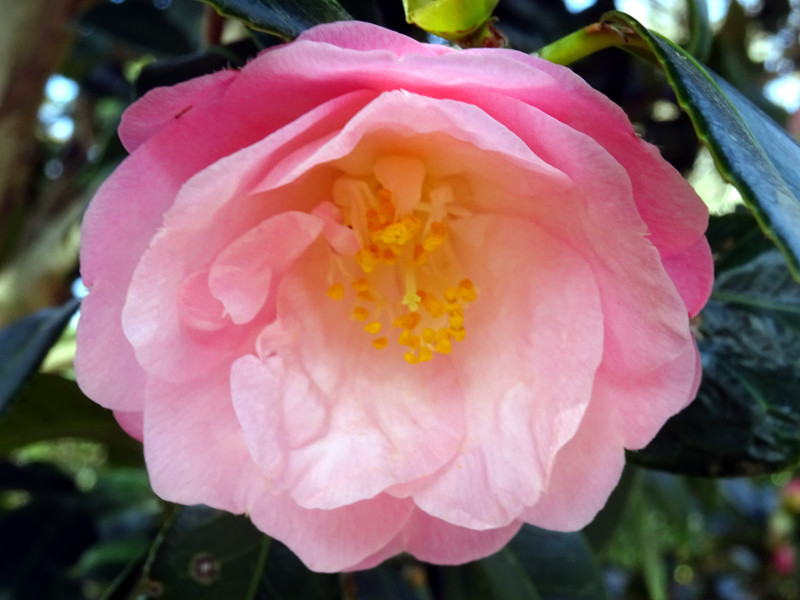 椿　春曙紅 | Camellia japonica cv. shunshoko