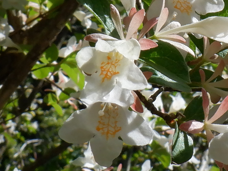 Abelia spathulata