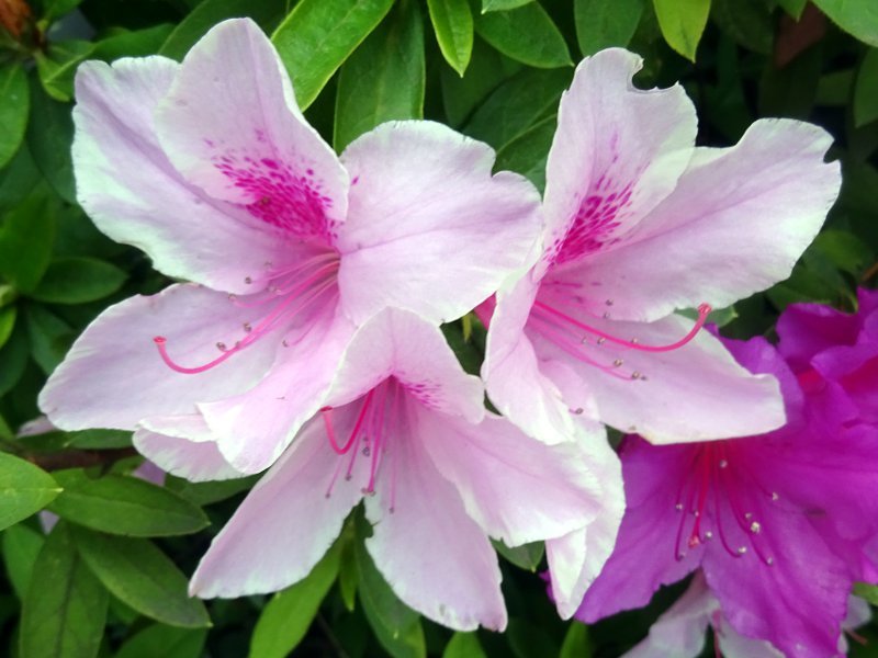 オオムラサキ Rhododendron Pulchrum Cv Oh Murasaki かぎけん花図鑑