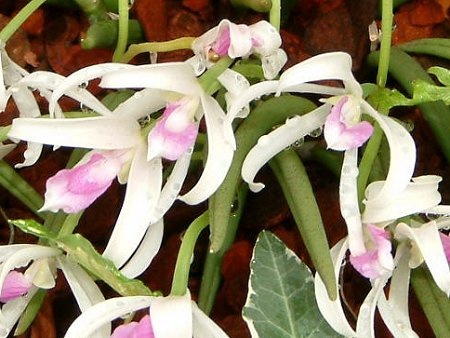 Leptotes bicolor