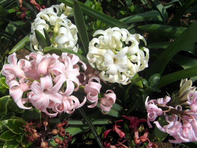 Hyacinth