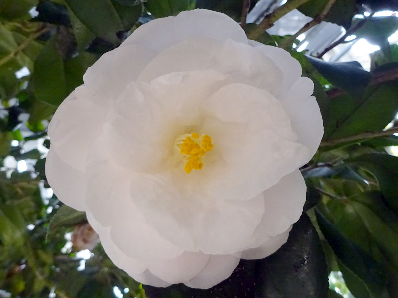 Camellia “Kiboden