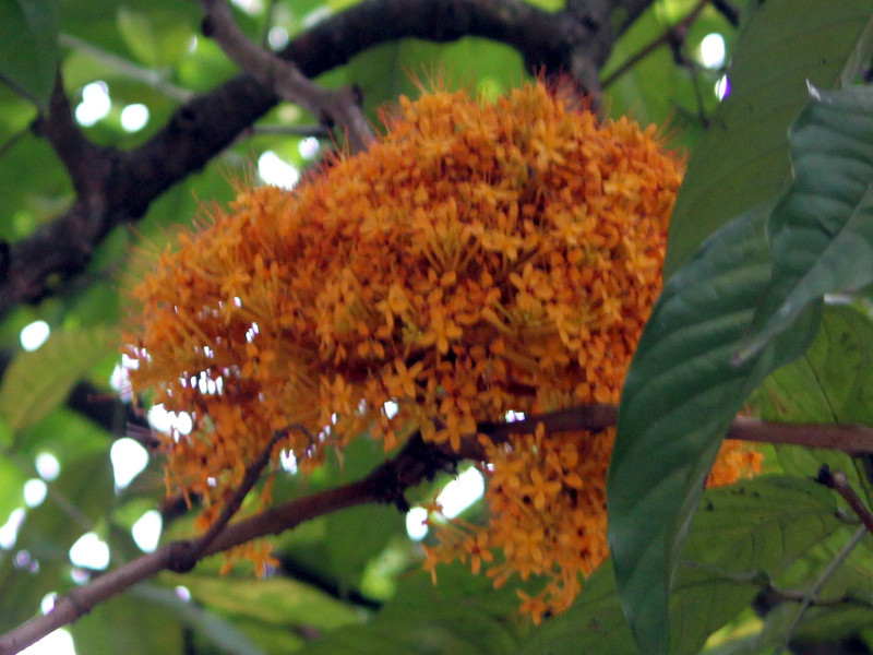 Saraca thaipingensis