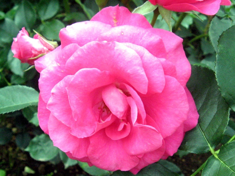 Rose 'Urara' 