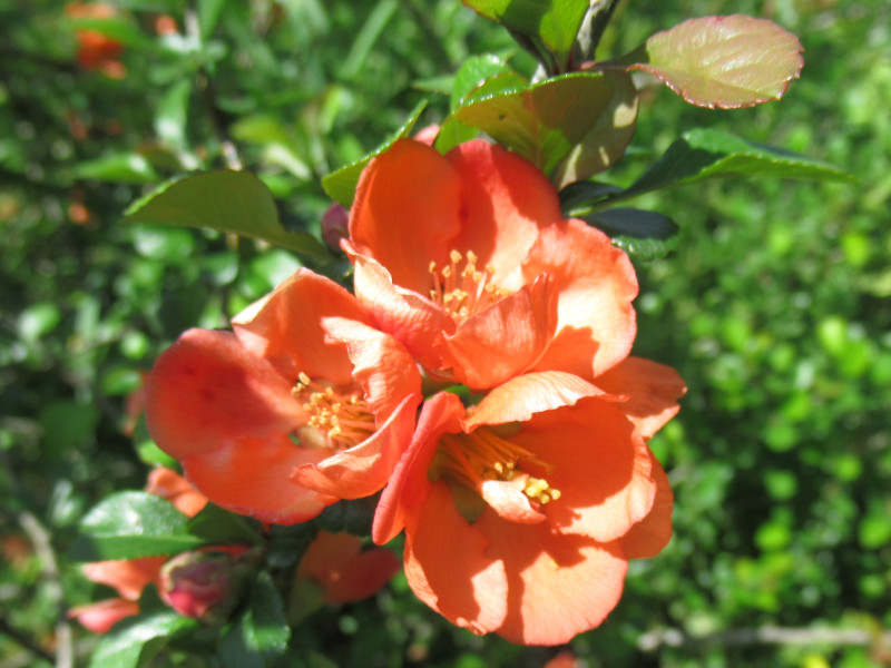 富山20　クサボケ（草木瓜、Chaenomeles japonica）