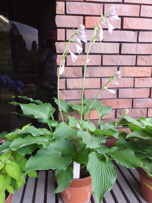 Hosta 'Bressingham Blue' 