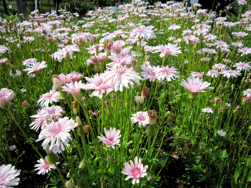 Crepis rubra