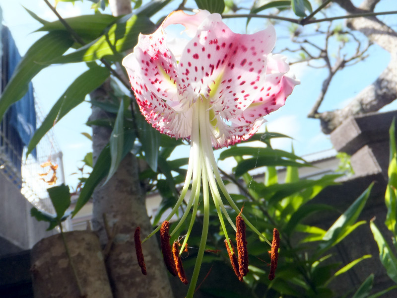 誕生花　7月4日　捩花、鹿の子百合