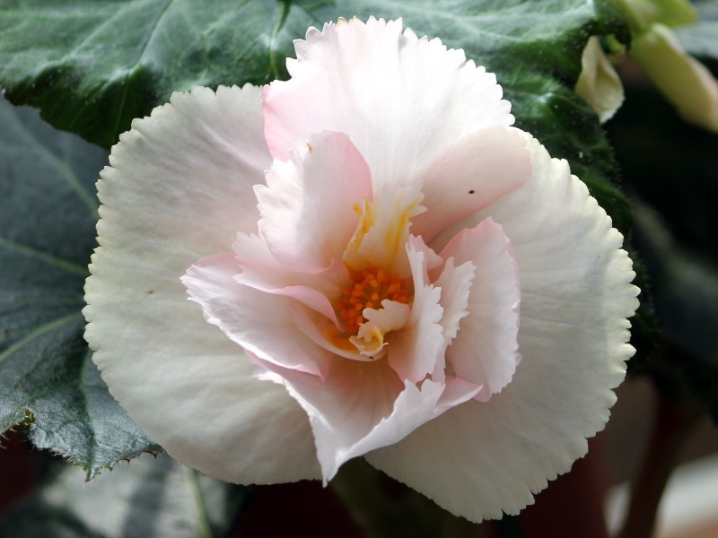  Begonia tuberhybrida