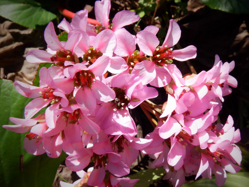 Bergenia