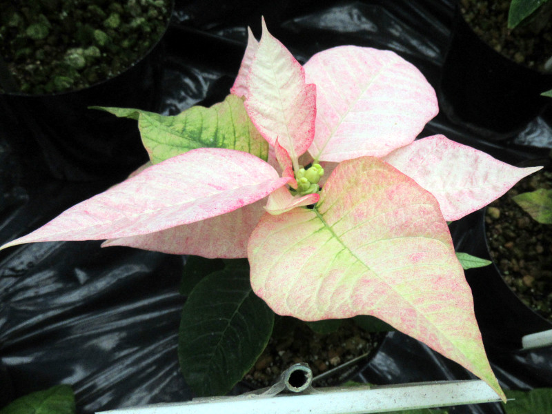 Poinsettia 'monet early'