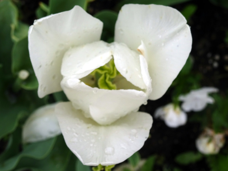 TulipT 'White Parrot'