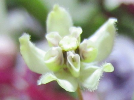 Asclepias physocarpa