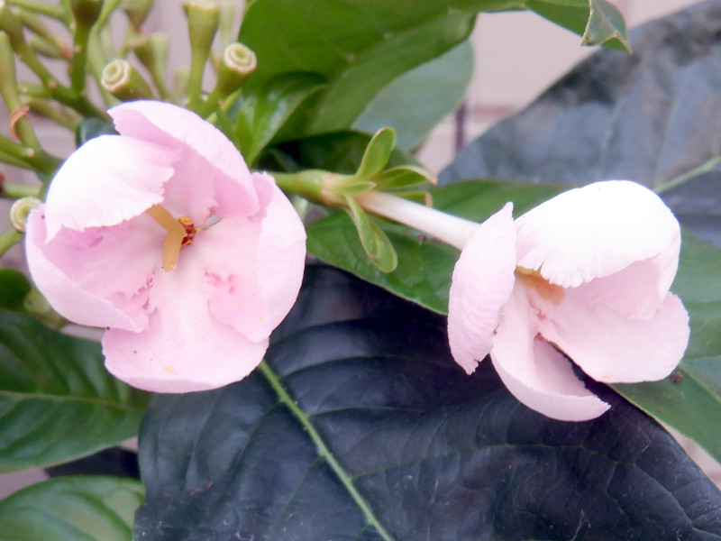 Luculia pinceana