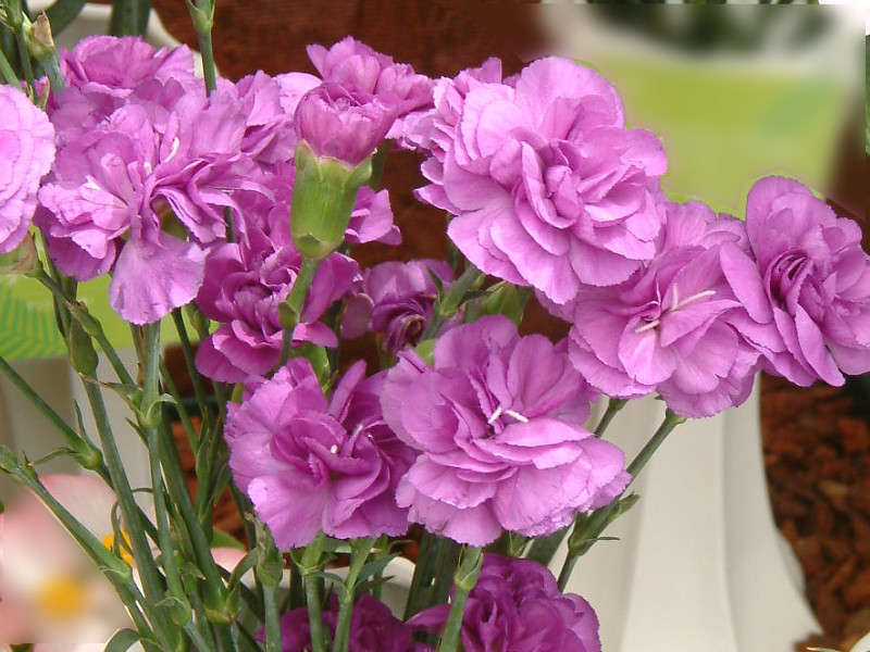 Carnation 'Moon dust deep blue'