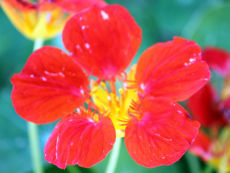 Garden nasturtium