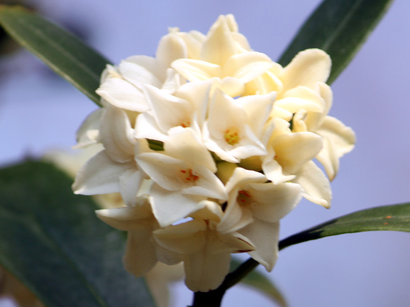 Daphne Odora Alba Daphne Odora F Alba Flower Database