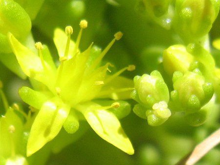 Sedum oryzifolium