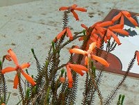 Erica cerinthoides