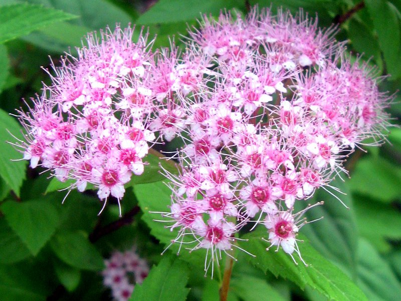 粉花绣线菊 Spiraea Japonica 科技研花图画书