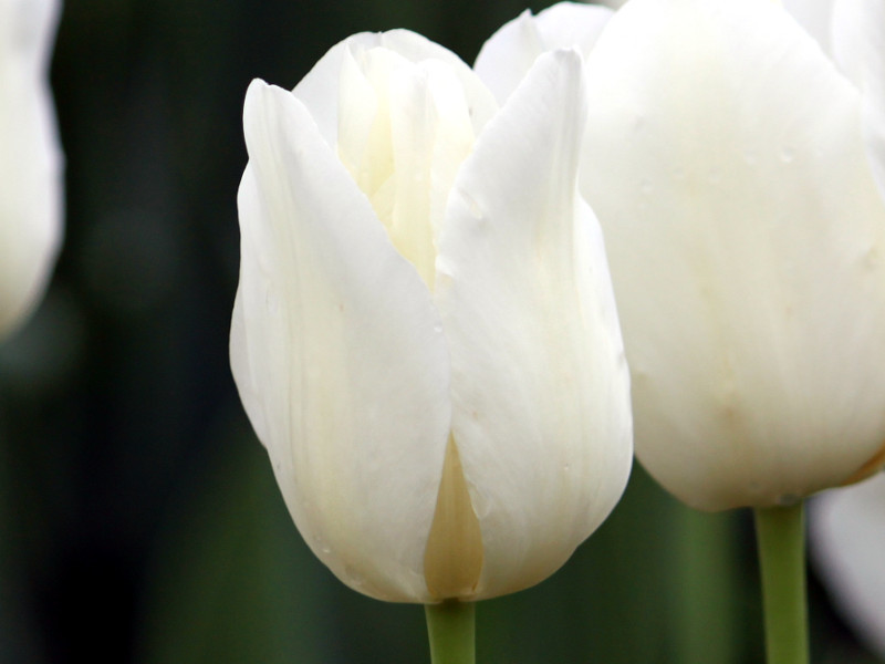 Tulip City of Vancouver