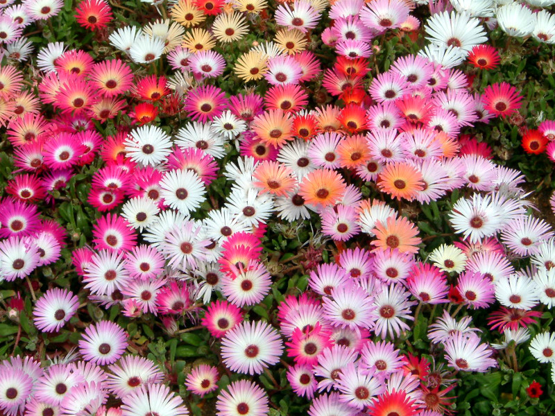 Livingstone Daisy