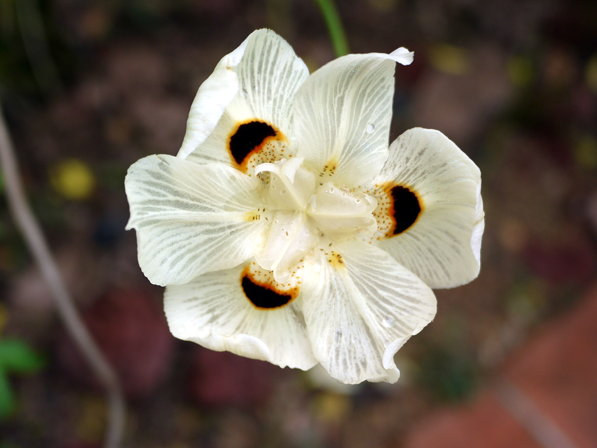 Dietes bicolor