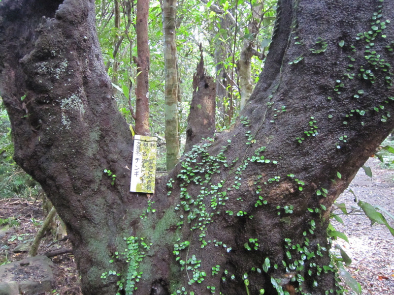 Hortonoki