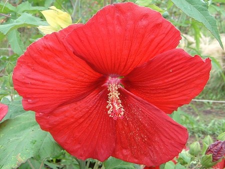 Hibiscus moscheutos