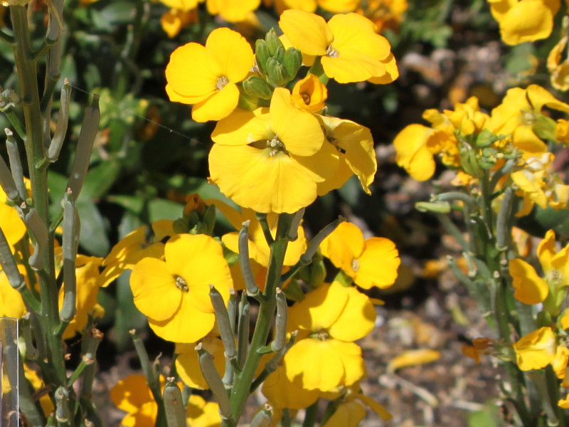 ニオイアラセイトウ Erysimum Cheiri かぎけん花図鑑