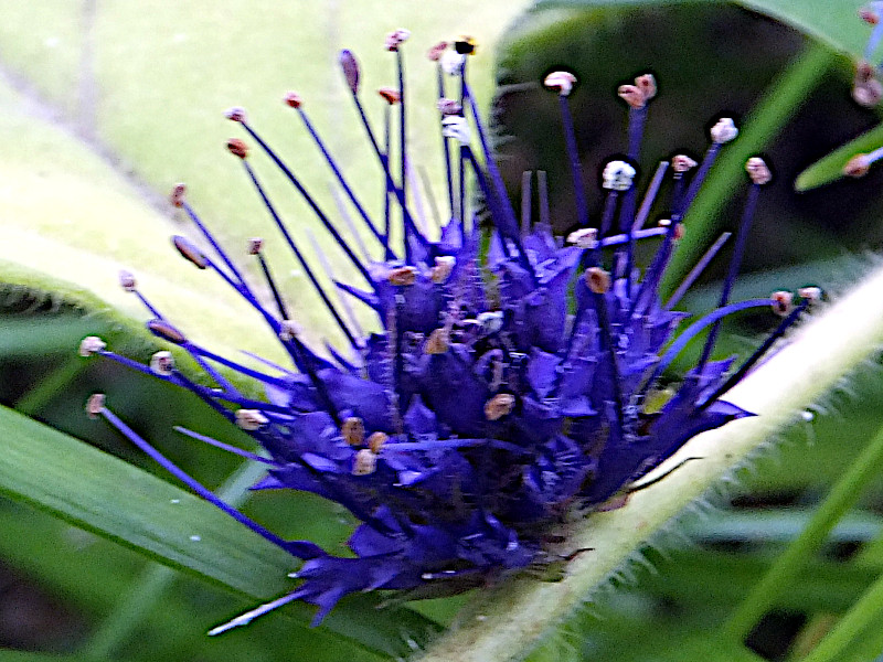 Veronicastrum villosulum